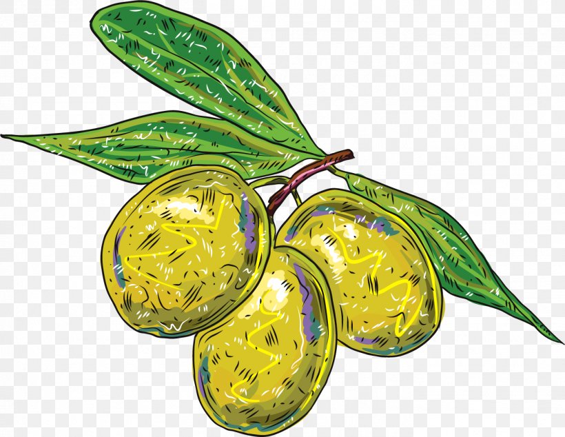 Olive Branch, PNG, 1411x1091px, Olive, Auglis, Designer, Food, Fruit Download Free