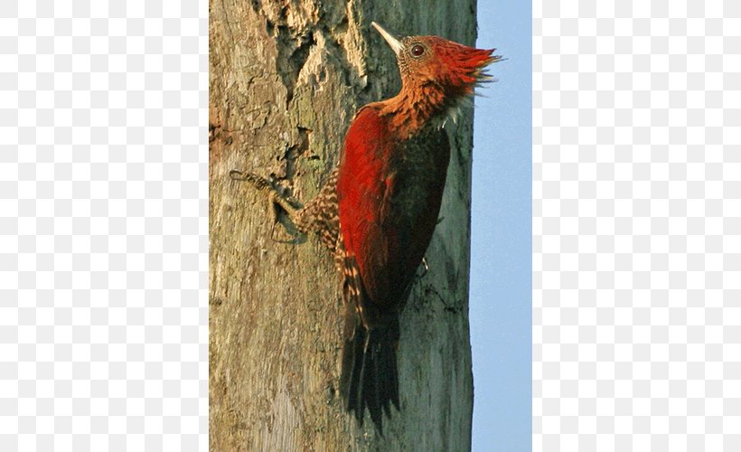 Woodpecker Fauna Beak, PNG, 500x500px, Woodpecker, Beak, Bird, Cardinal, Fauna Download Free