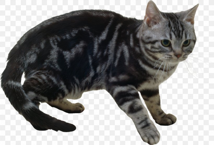 American Shorthair Manx Cat Kurilian Bobtail American Bobtail California Spangled, PNG, 2583x1752px, American Shorthair, American Bobtail, American Wirehair, Asian, California Spangled Download Free