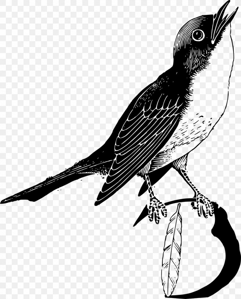 Bird Feather Parrot Clip Art, PNG, 1033x1280px, Bird, Animal, Beak, Black And White, Cuculiformes Download Free