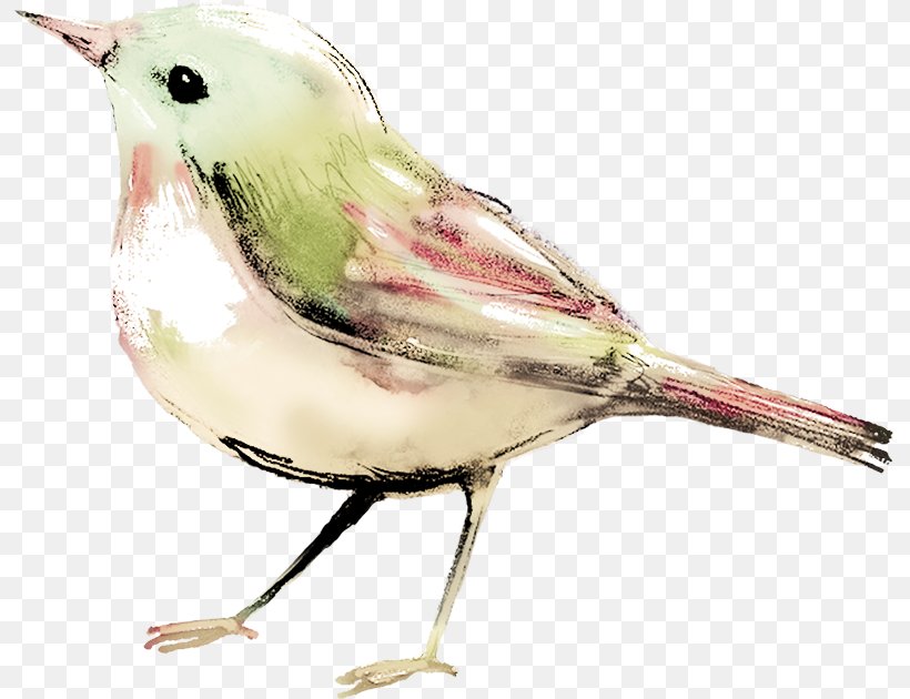 Bird Watercolor Painting Clip Art, PNG, 796x630px, Bird, Beak, Color, Computer Program, Emberizidae Download Free
