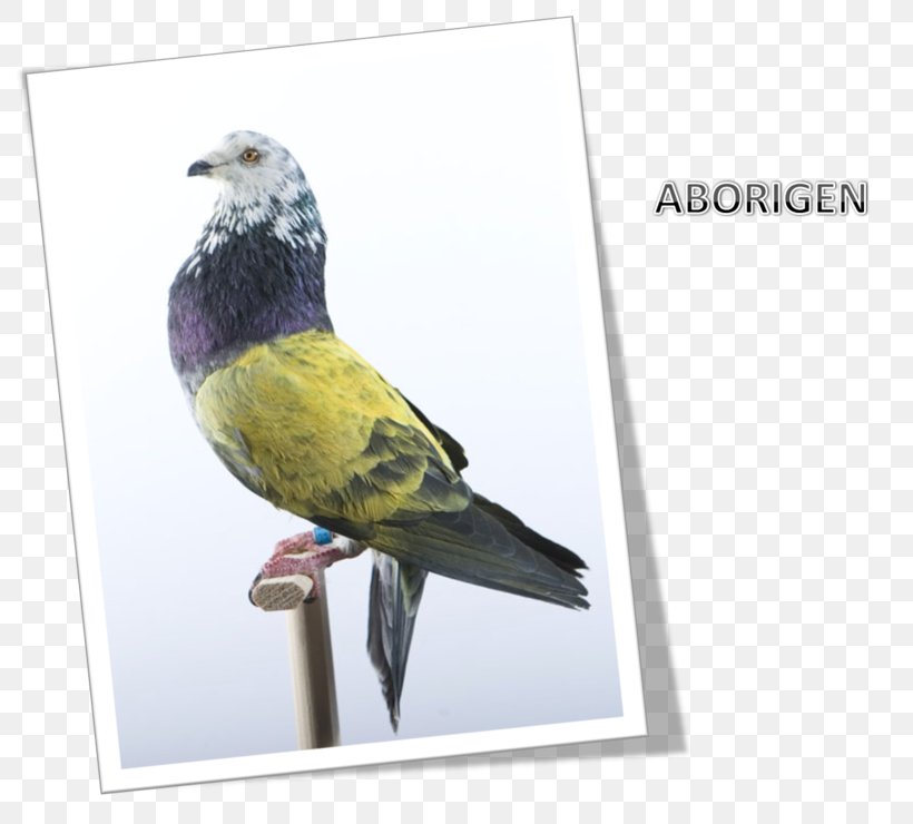 Columbidae Finches Beak Advertising Feather, PNG, 800x740px, Columbidae, Advertising, Beak, Bird, Columbiformes Download Free