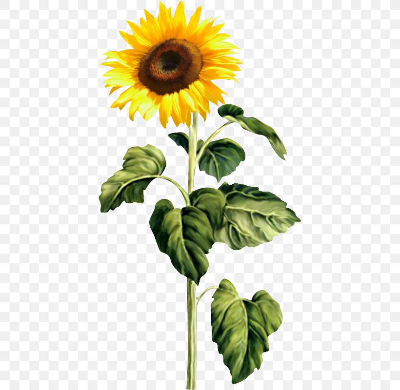 Common Sunflower Clip Art, PNG, 415x800px, Common Sunflower, Cut Flowers, Daisy Family, Digital Image, Flower Download Free