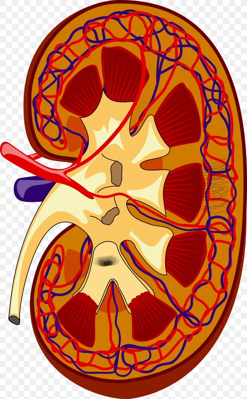 Kidney Excretory System Renal Medulla Renal Pelvis Ureter, PNG, 1920x3108px, Watercolor, Cartoon, Flower, Frame, Heart Download Free