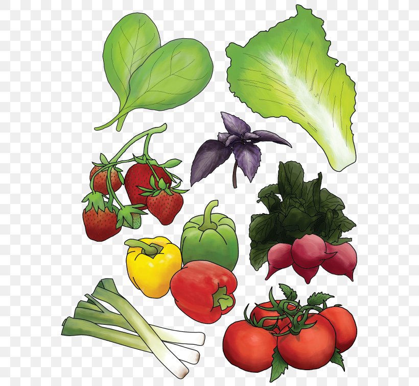 Organic Food Leaf Vegetable Farm, PNG, 599x757px, Organic Food, Aquaponics, Diet, Diet Food, Farm Download Free