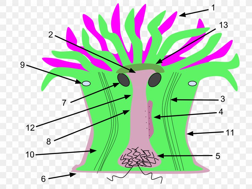 Sea Anemone Clonal Plumose Anemone Anatomy Cnidaria Clip Art, PNG, 2000x1500px, Watercolor, Cartoon, Flower, Frame, Heart Download Free