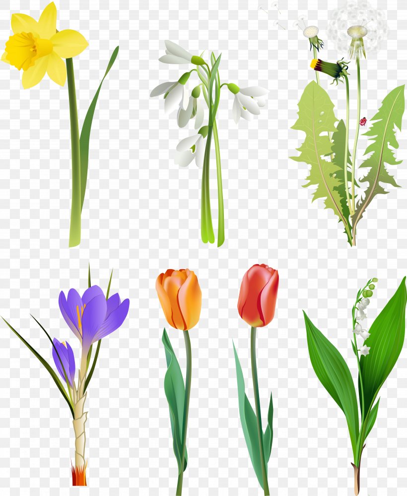 Flower Lilium Clip Art, PNG, 5356x6515px, Flower, Arumlily, Bud, Cdr, Cut Flowers Download Free