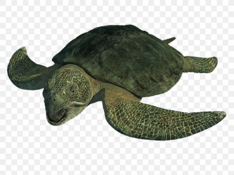 Protostega Turtle Archelon Late Cretaceous Psephoderma, PNG, 915x687px, Protostega, Archelon, Chelydridae, Common Snapping Turtle, Cretaceous Download Free