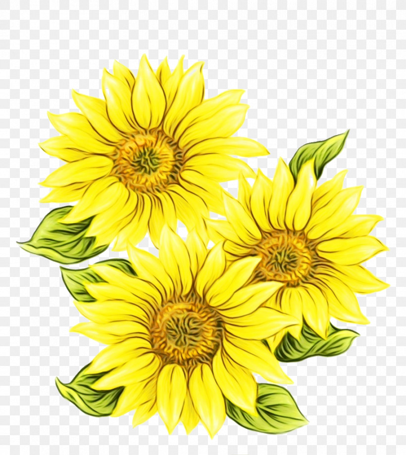 Sunflower, PNG, 912x1024px, Watercolor, Asterales, Cut Flowers, Daisy Family, Flower Download Free