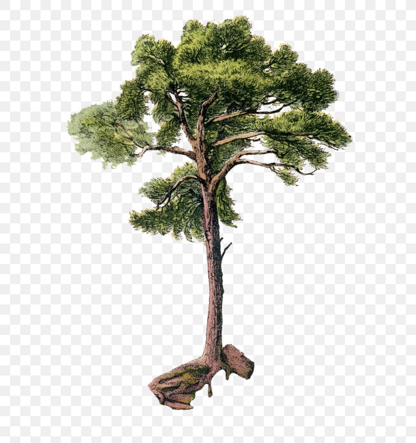 Tree Scots Pine Arecaceae Clip Art, PNG, 600x873px, Tree, Arecaceae, Art, Bonsai, Botanical Illustration Download Free