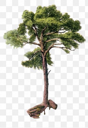 Pinus Contorta Scots Pine Tree Drawing Png X Px Pinus