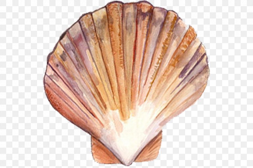 Clam Scallop Mussel Oyster Seashell, PNG, 840x560px, Clam, Bay Scallop, Bivalvia, Clams Oysters Mussels And Scallops, Cockle Download Free