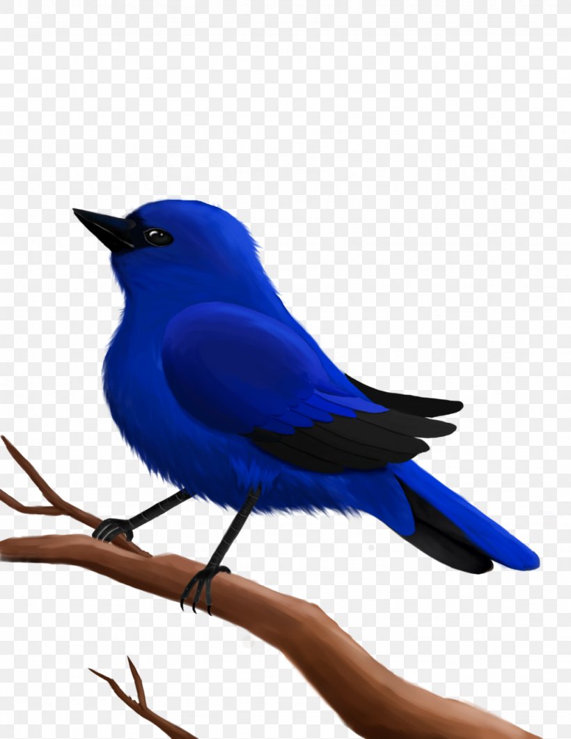 Cobalt Blue Feather Beak, PNG, 1024x1325px, Cobalt Blue, Beak, Bird, Blue, Bluebird Download Free
