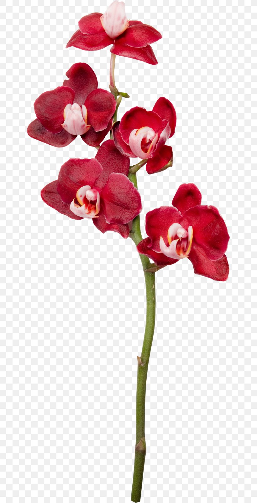 Moth Orchids Cut Flowers Clip Art, PNG, 649x1600px, Moth Orchids, Blog, Cut Flowers, Flower, Flowering Plant Download Free