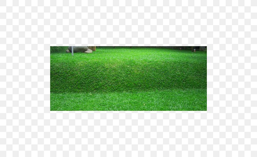 Napier Grass Lawn Benih Seed Scutch Grass, PNG, 500x500px, Napier Grass, Artificial Turf, Benih, Crop, Crop Yield Download Free