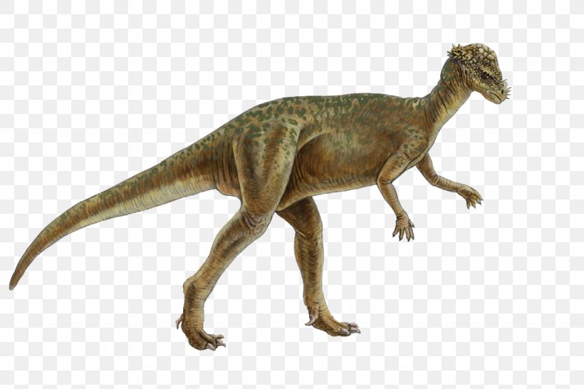 Pachycephalosaurus Homalocephale Genasauria Marginocephalia Dinosaur, PNG, 1024x683px, Pachycephalosaurus, Cerapoda, Cretaceous, Dinosaur, Fact Download Free