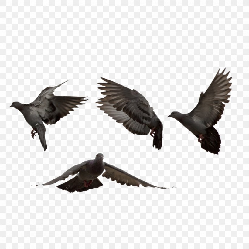 Pigeons And Doves Homing Pigeon Bird Image, PNG, 2000x2000px, Pigeons And Doves, Animal, Beak, Bird, Columbiformes Download Free