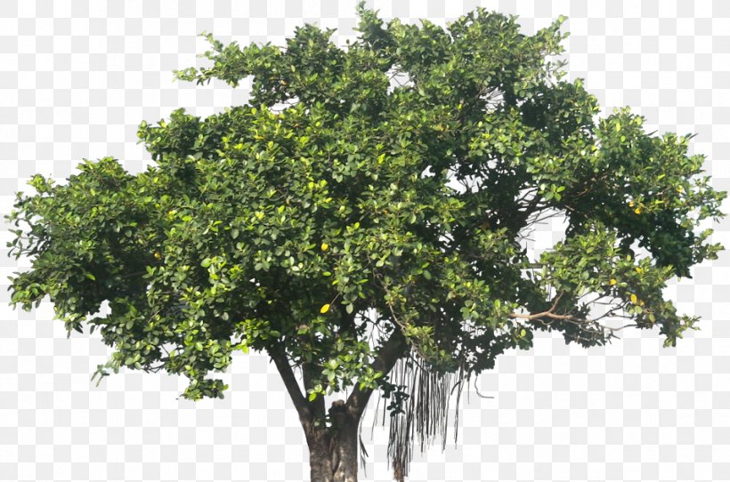 Ficus Microcarpa Banyan Plant Tree, PNG, 953x630px, Ficus Microcarpa, Banyan, Branch, Evergreen, Fig Trees Download Free