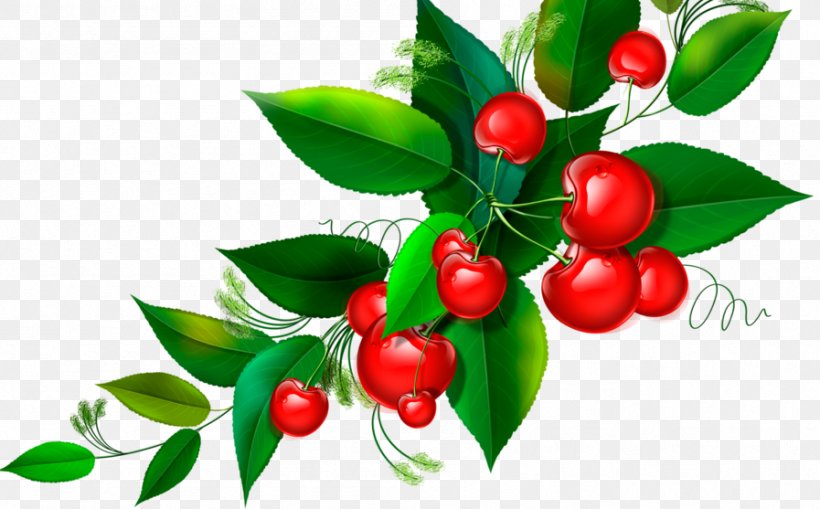 Lingonberry Cherries Fruit Berries, PNG, 897x557px, 2018, Lingonberry, Acerola Family, Aquifoliaceae, Aquifoliales Download Free