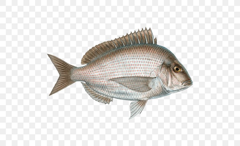 Northern Red Snapper Seafood Tilapia Cod Fish Products, PNG, 500x500px, Northern Red Snapper, Animal Source Foods, Barramundi, Cod, Elit Download Free