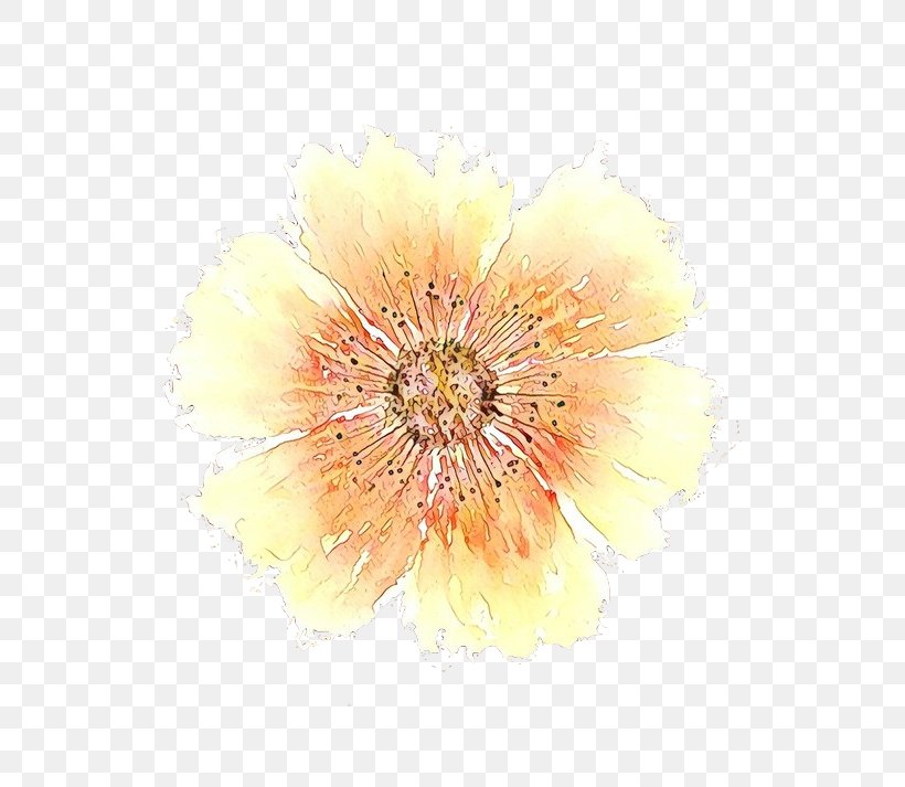 Beige Flower, PNG, 570x713px, Transvaal Daisy, Beige, Chrysanthemum, Flower, Gerbera Download Free