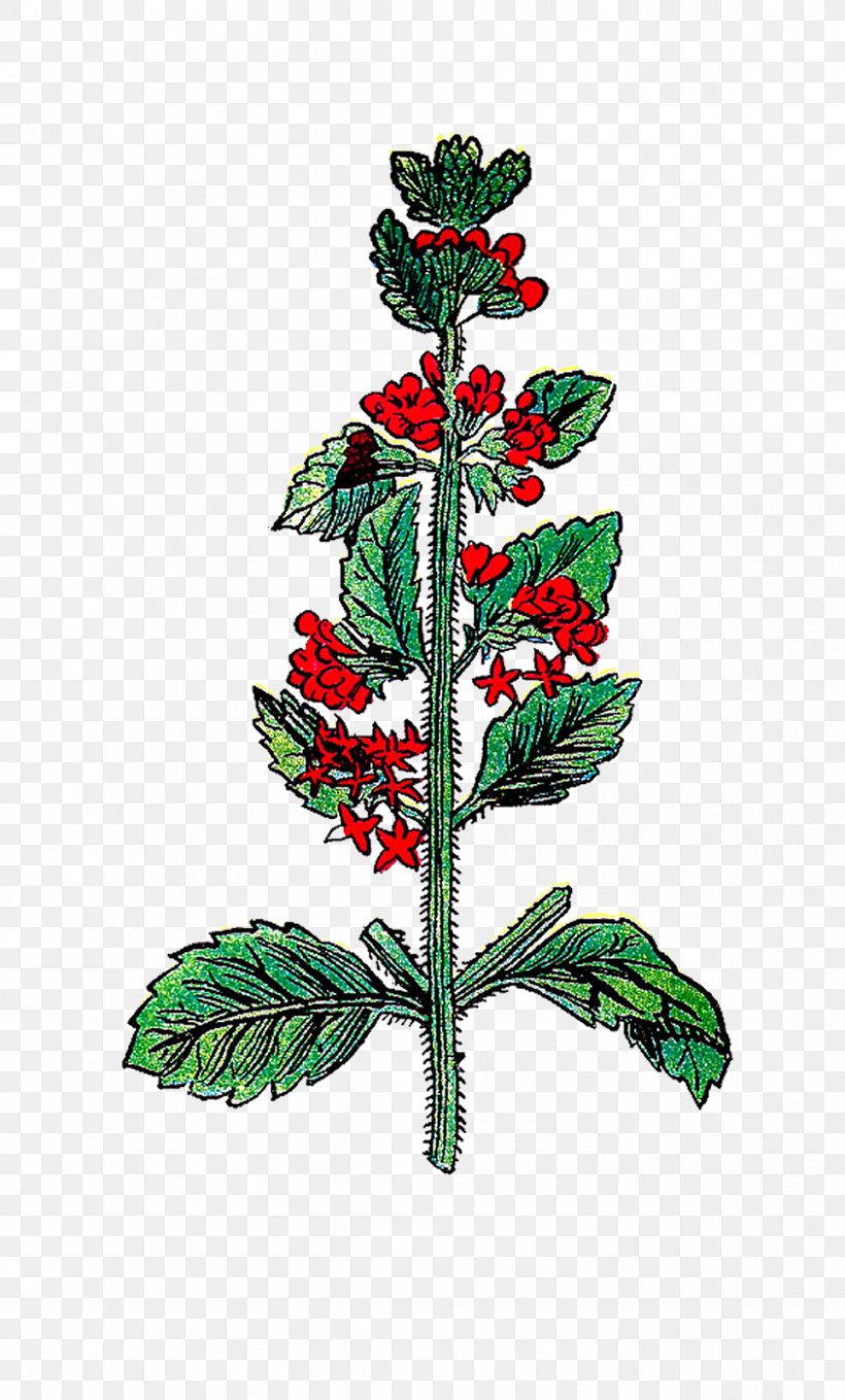 Plant Variety Herb Holly Lovage, PNG, 965x1600px, Plant, Aquifoliaceae, Aquifoliales, Basil, Branch Download Free