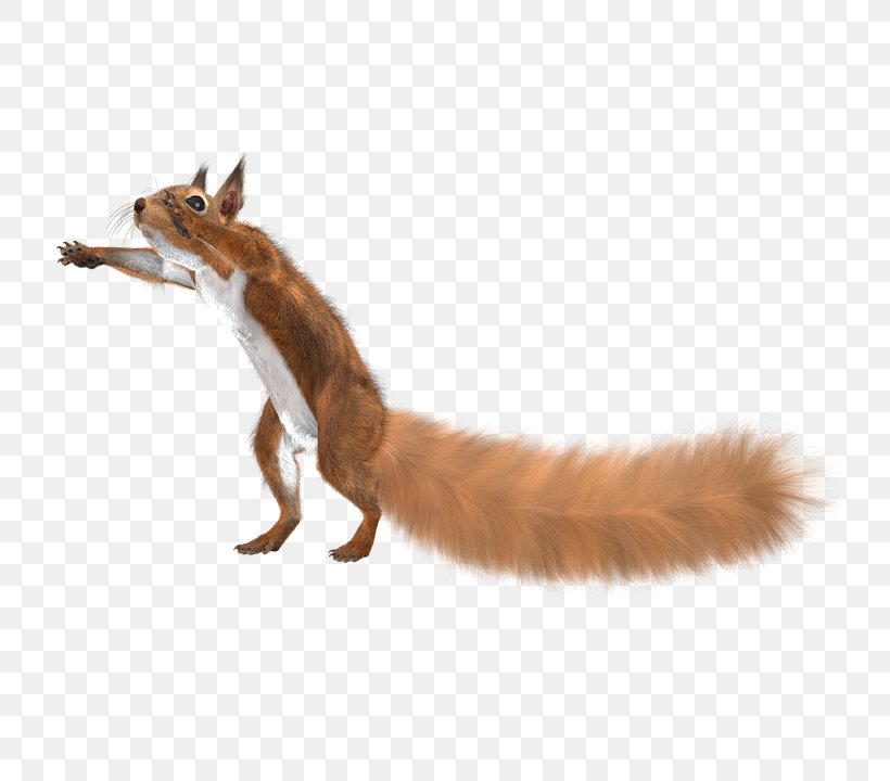 Red Fox Fur Clothing Squirrel, PNG, 789x720px, Red Fox, Carnivoran, Charming, Comics, Dog Like Mammal Download Free