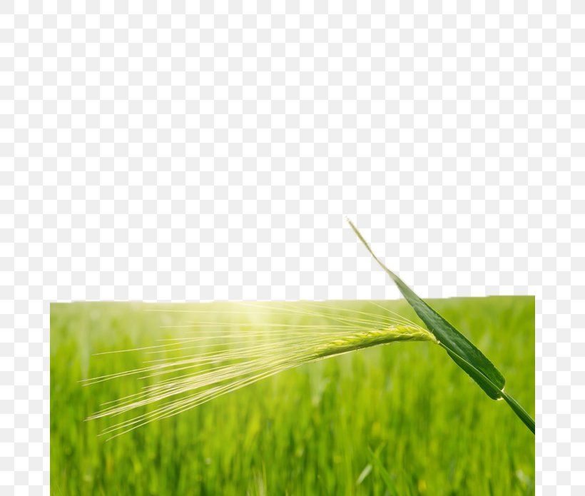 Rice Wheat Paddy Field, PNG, 680x695px, Rice, Cereal, Energy, Field, Grass Download Free
