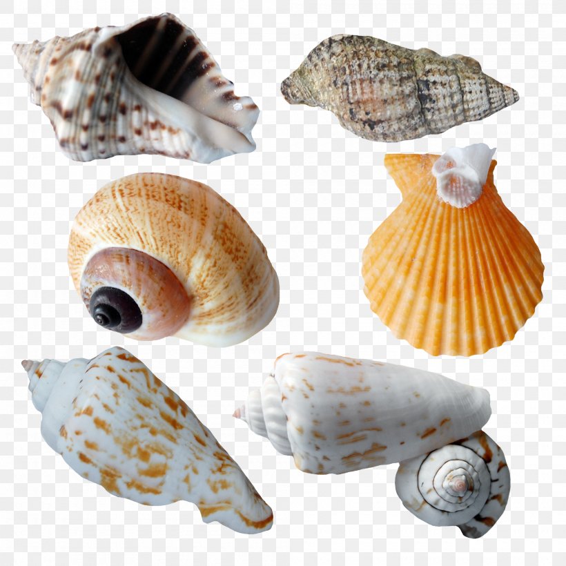 Seashell Clip Art, PNG, 2000x2000px, Seashell, Clams Oysters Mussels And Scallops, Cockle, Conch, Conchology Download Free