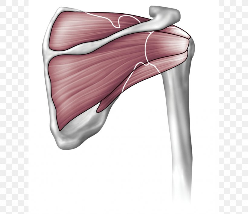 Shoulder Joint Anatomy Supraspinatus Muscle Humerus, PNG, 1175x1013px, Watercolor, Cartoon, Flower, Frame, Heart Download Free