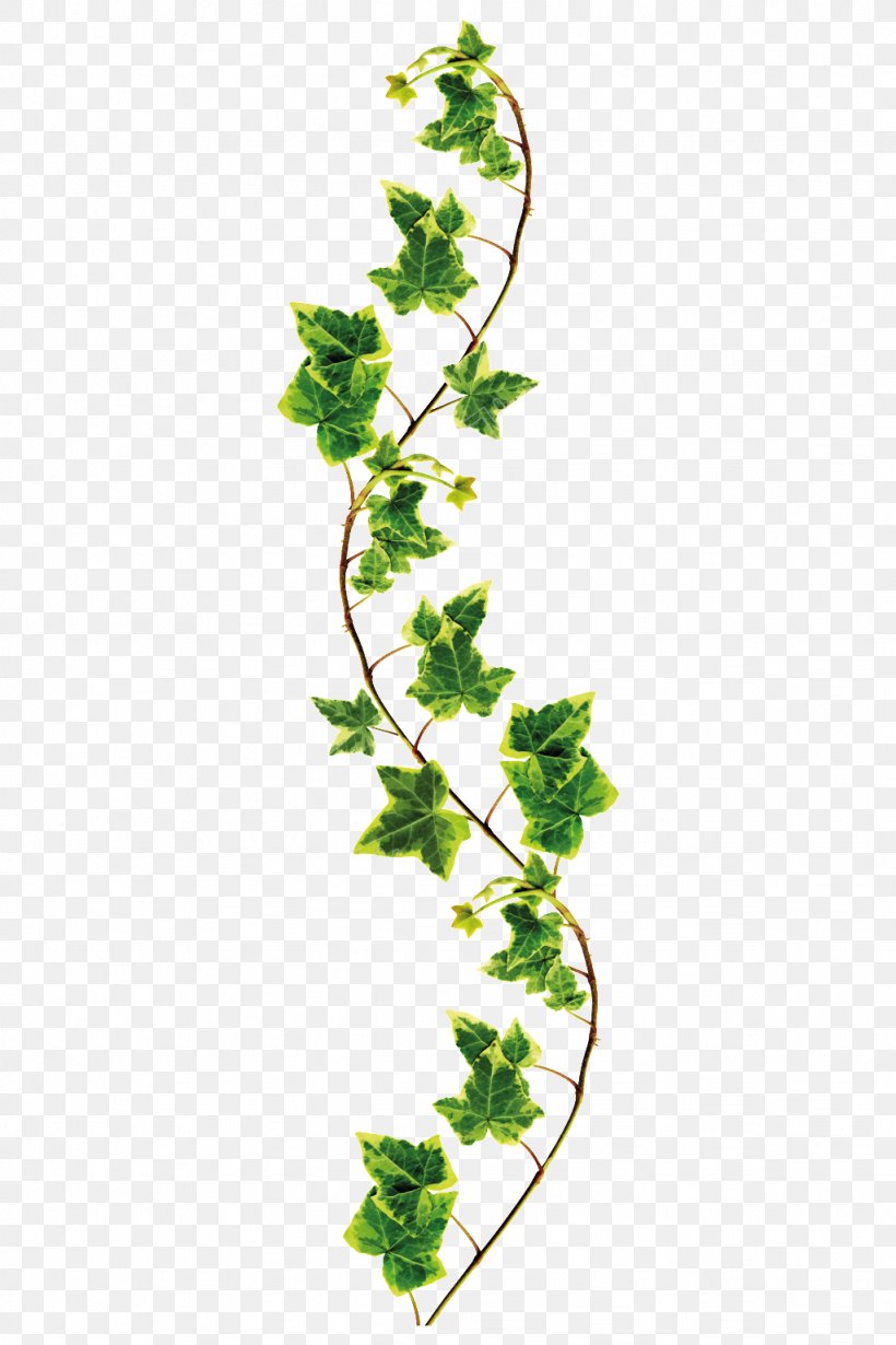 Stock Photography Royalty-free Image Desktop Wallpaper, PNG, 1024x1536px, Stock Photography, Common Ivy, Flower, Flowering Plant, Ivy Download Free