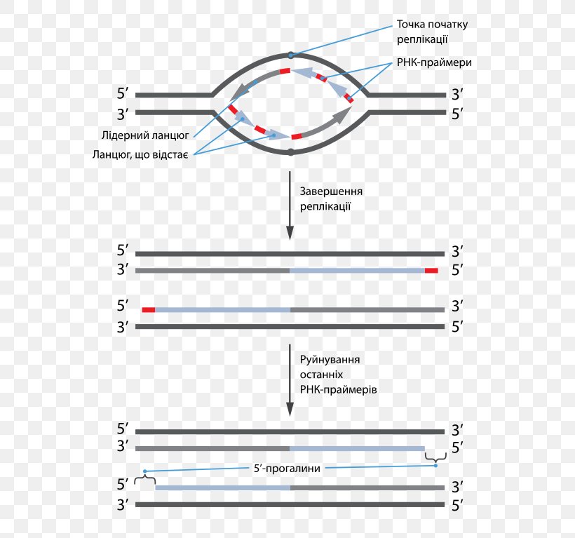 The Telomere Effect Coding Strand DNA Replication, PNG, 591x767px, Telomere, Area, Biology, Cell Division, Chart Download Free