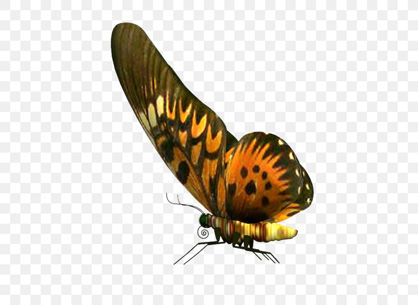 Butterfly PhotoScape Stock Photography, PNG, 600x600px, Butterfly, Arthropod, Butterflies And Moths, Gimp, Insect Download Free