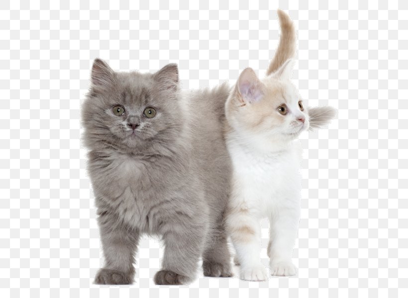 Cat Coton De Tulear Royal Canin Kitten Puppy, PNG, 560x600px, Cat, Animal, Asian, Asian Semi Longhair, British Semi Longhair Download Free