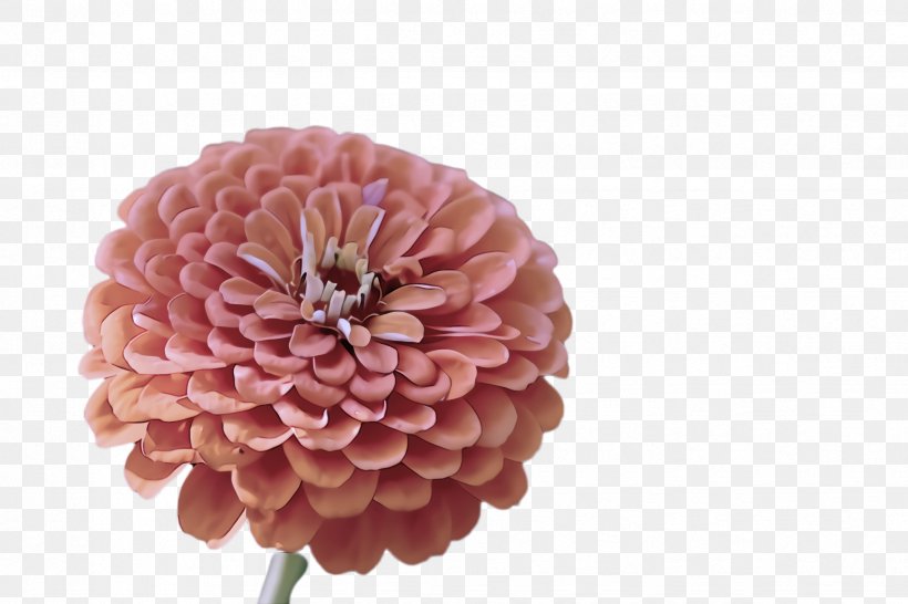 Flower Pink Zinnia Petal Plant, PNG, 2448x1632px, Flower, Cut Flowers, Dahlia, Peach, Petal Download Free