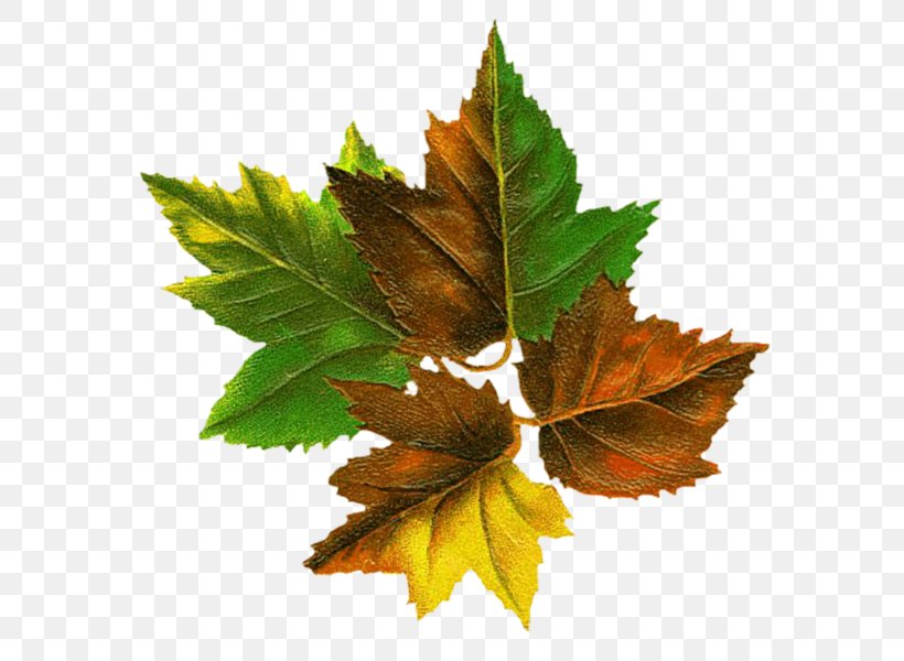 Tree Autumn Leaf Color Autumn Leaf Color Root, PNG, 600x600px, Tree, Autumn, Autumn Leaf Color, Branch, Color Download Free