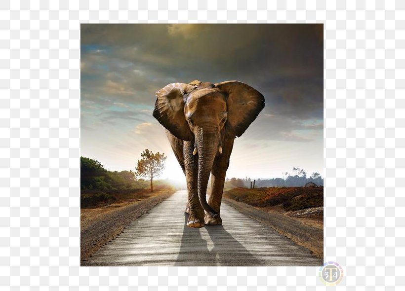 African Bush Elephant Elephants Desktop Wallpaper Mural, PNG, 590x590px, African Bush Elephant, African Elephant, Animal, Big Five Game, Elephant Download Free