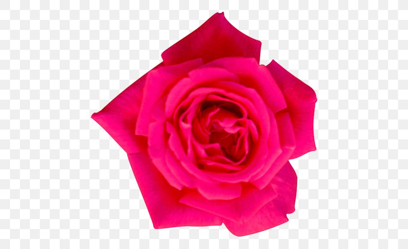 Garden Roses Cabbage Rose Floribunda Flower, PNG, 500x500px, Garden Roses, Cabbage Rose, Cut Flowers, Floral Design, Floribunda Download Free