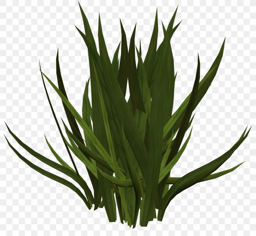 Grass Herbaceous Plant Sound Clip Art, PNG, 1340x1240px, Grass, Aloe, Depositfiles, Grass Family, Grasses Download Free
