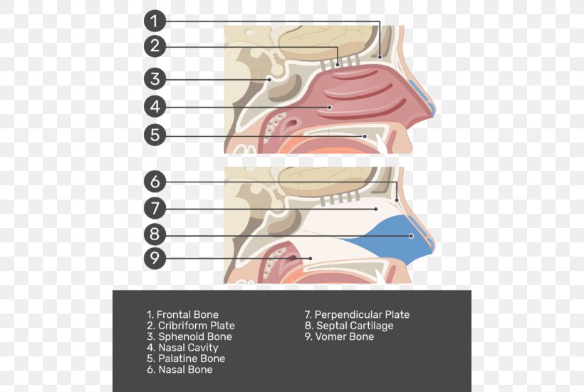 Paper Nasal Cavity Nose Test Cartilage, PNG, 504x550px, Watercolor, Cartoon, Flower, Frame, Heart Download Free