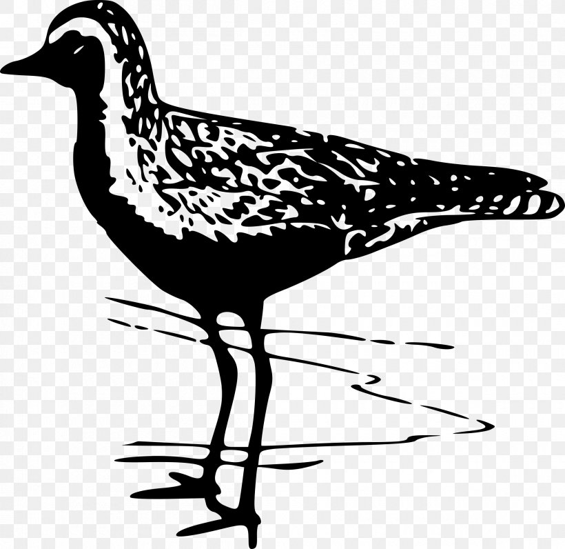 Bird American Golden Plover Pacific Golden Plover Clip Art, PNG, 2400x2331px, Bird, American Golden Plover, Arctic Tern, Artwork, Beak Download Free