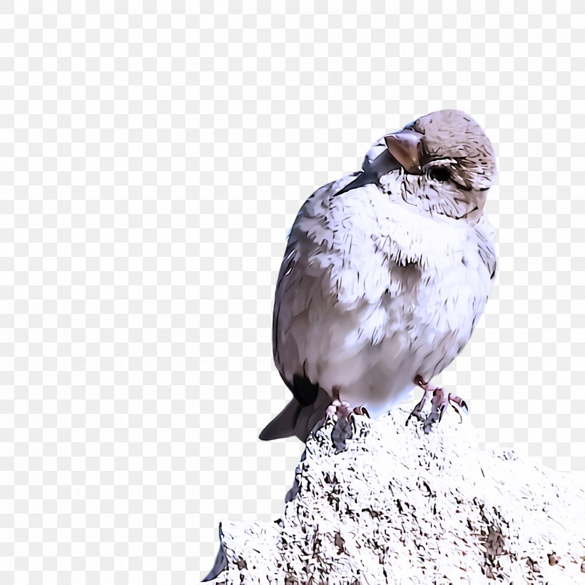 Bird Beak Sparrow House Sparrow Perching Bird, PNG, 2000x2000px, Bird, Beak, House Sparrow, Perching Bird, Sparrow Download Free
