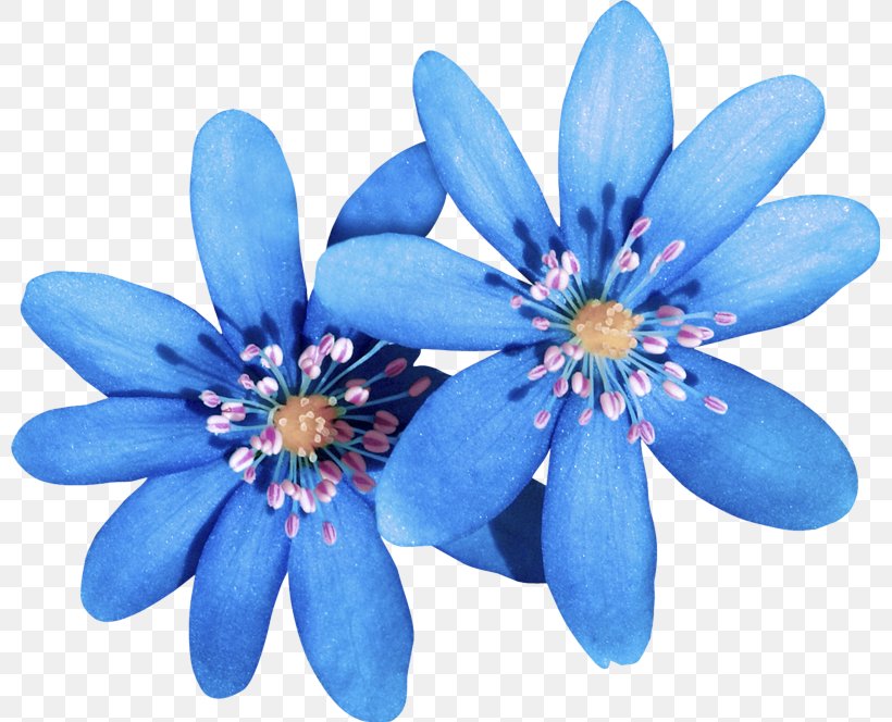 Blue Flower Petal Plant Flowering Plant, PNG, 799x664px, Blue, Flower, Flowering Plant, Ixia, Petal Download Free
