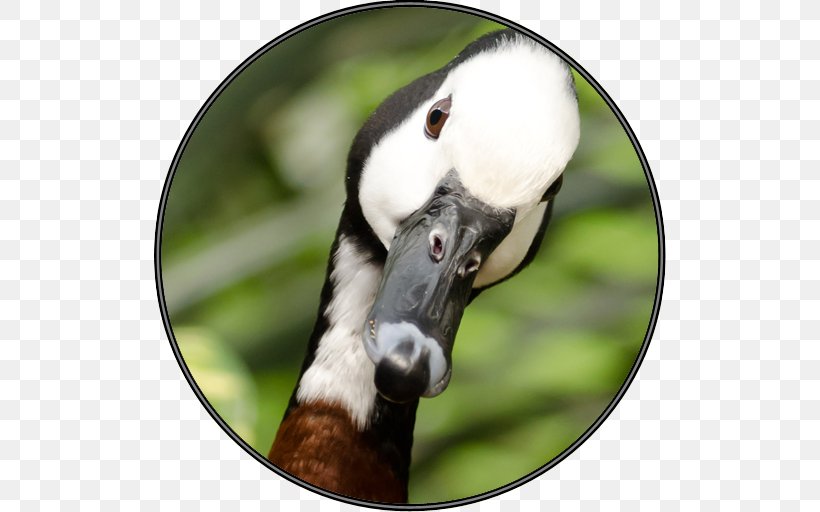 Domestic Goose Bird Canada Goose Greylag Goose, PNG, 512x512px, Goose, Animal, Barnacle Goose, Beak, Bird Download Free