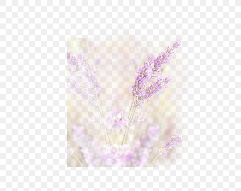 Lavender Petal, PNG, 650x650px, Lavender, Flower, Lilac, Petal, Purple Download Free
