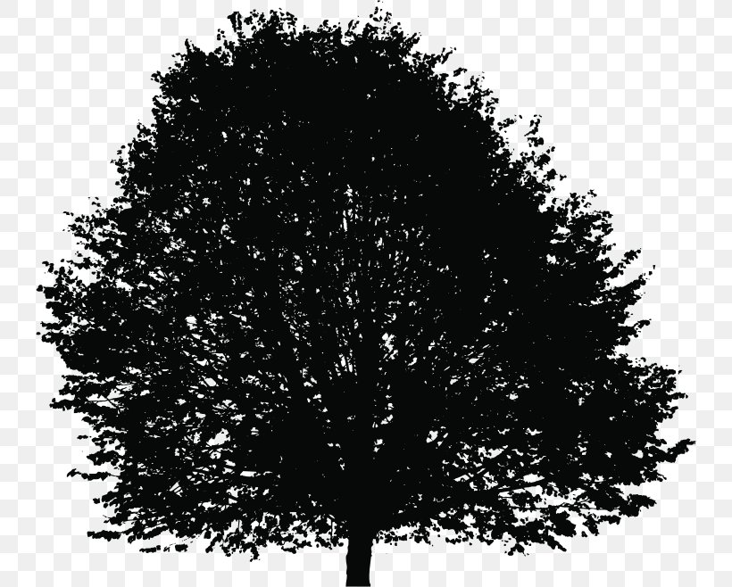 Tree Silhouette Deciduous Clip Art, PNG, 740x658px, Tree, Black And White, Branch, Deciduous, Monochrome Download Free