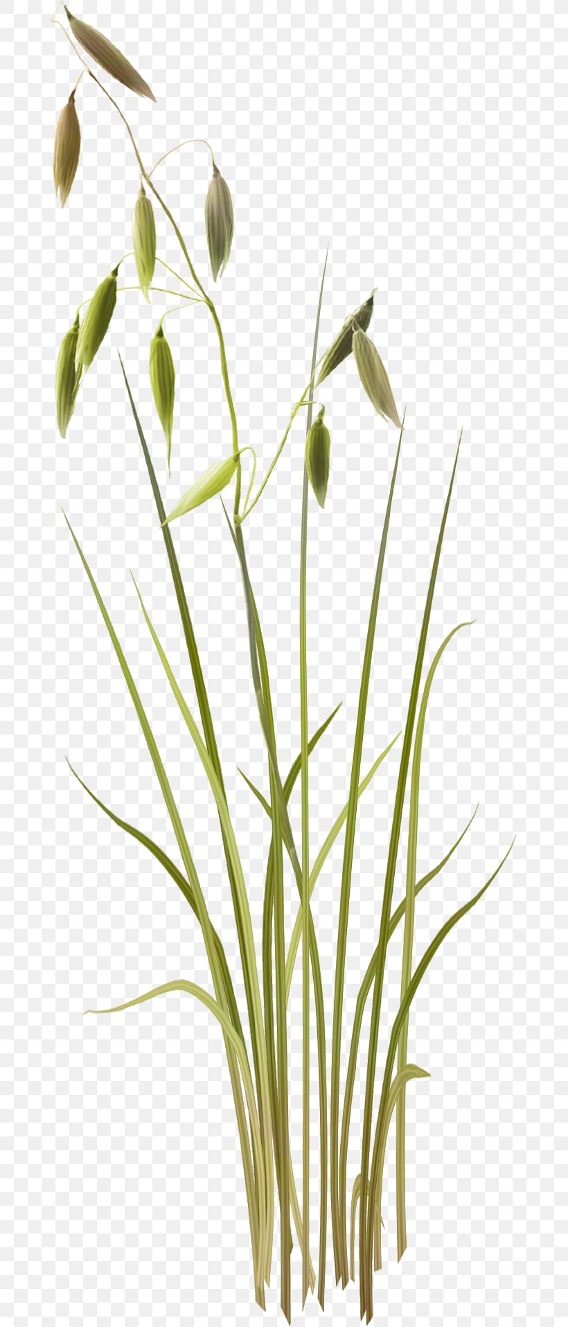 Grass Template Clip Art, PNG, 675x1915px, Grass, Branch, Commodity, Designer, Flora Download Free