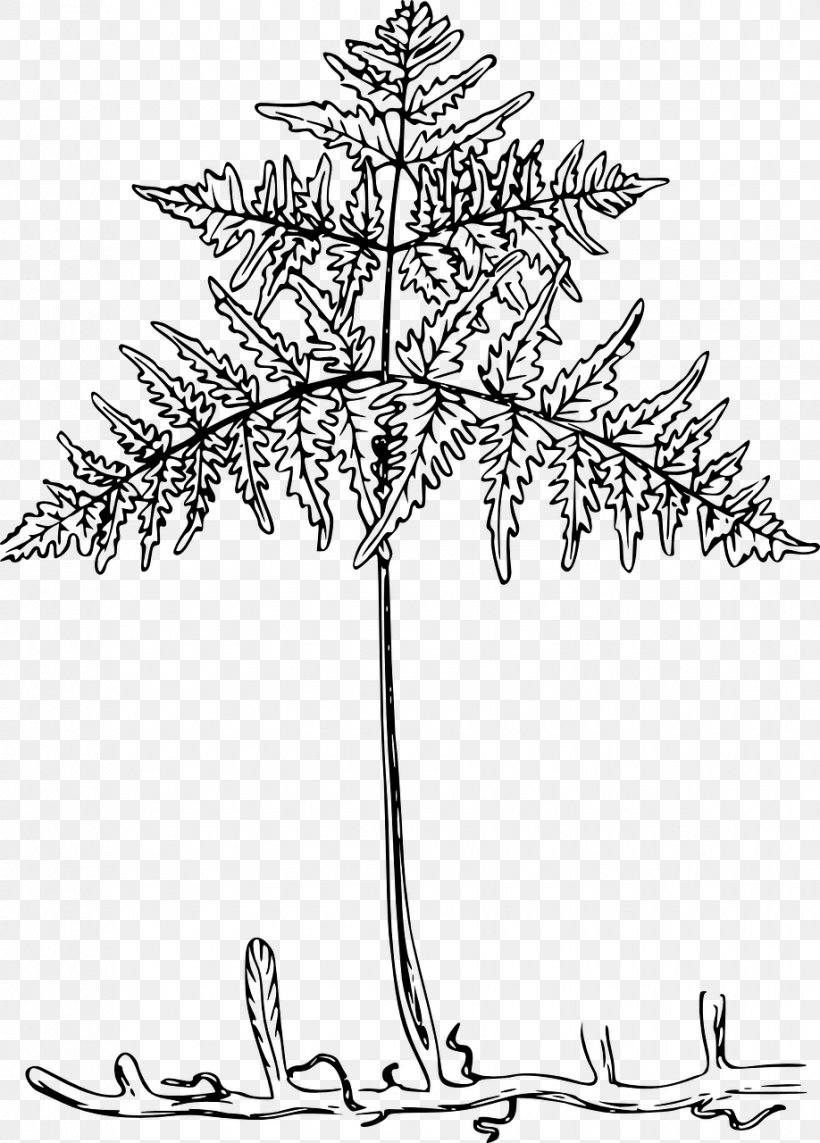 Root Leaf Fern Plants Clip Art, PNG, 918x1280px, Root, American Larch, Blackandwhite, Botany, Branch Download Free
