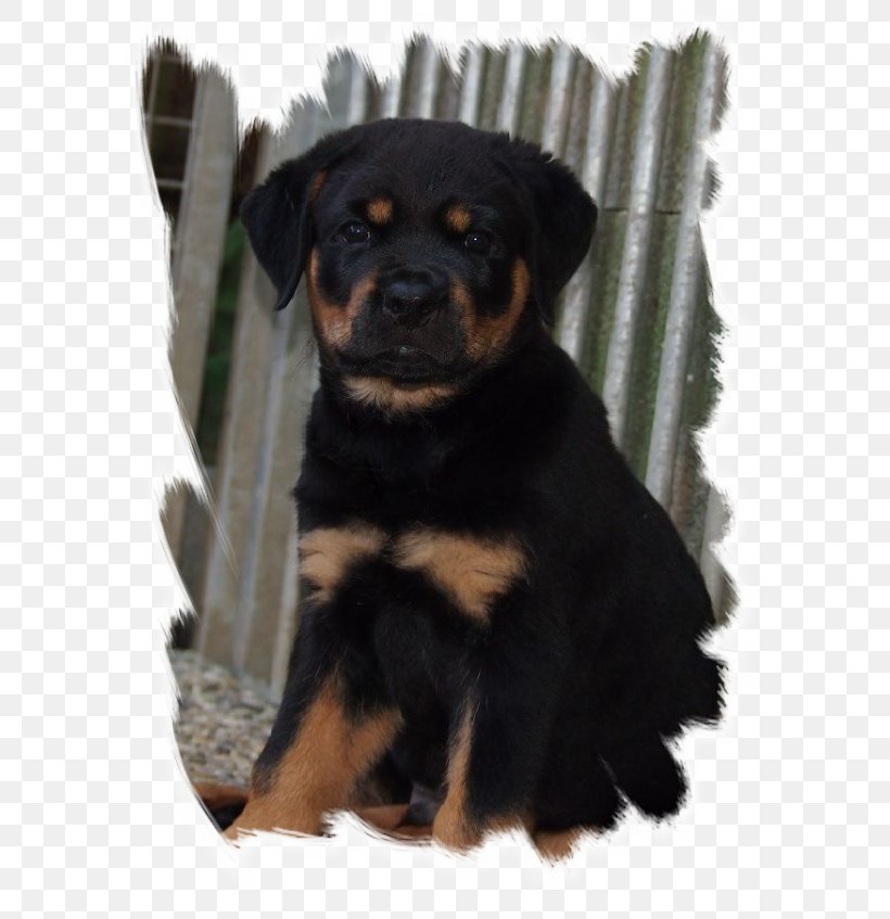Rottweiler Puppy Dog Breed Companion Dog Snout, PNG, 609x847px, Rottweiler, Breed, Carnivoran, Companion Dog, Dog Download Free
