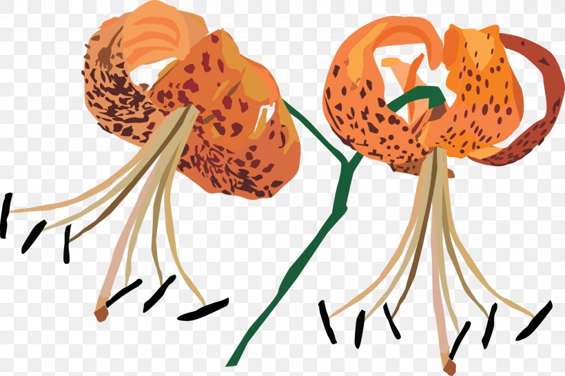 Transvaal Daisy Flower Clip Art, PNG, 2500x1667px, Transvaal Daisy, Chrysanthemum, Digital Image, Flower, Food Download Free